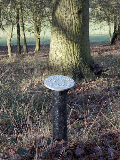 Windsor Great Park: planted about 1820