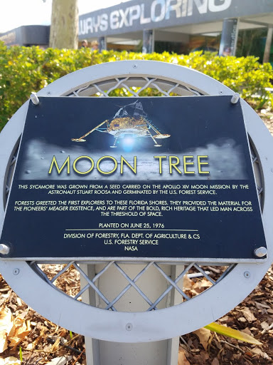Moon Tree (Sycamore)