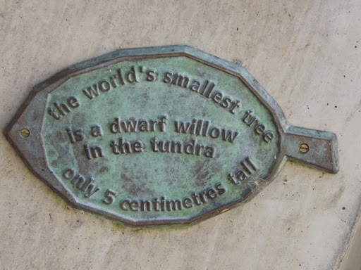 The World's Smallest Tree