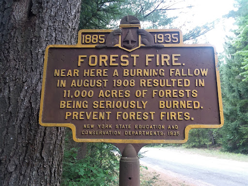 Forest Fire