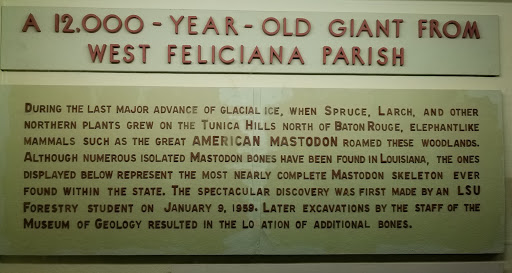 A 12,000-Year-Old Giant from West Feliciana Parish