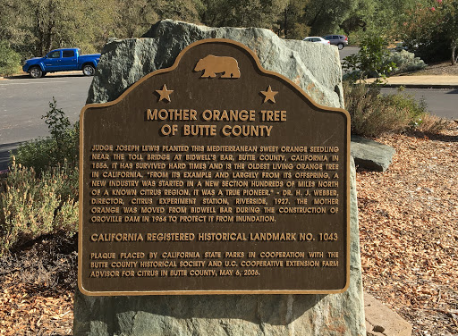 Mother Orange Tree of Butte County