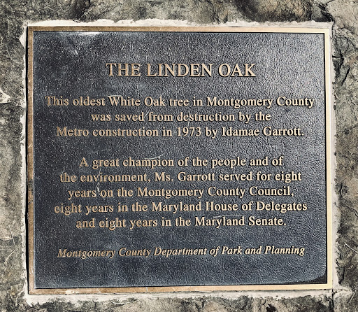 The Linden Oak