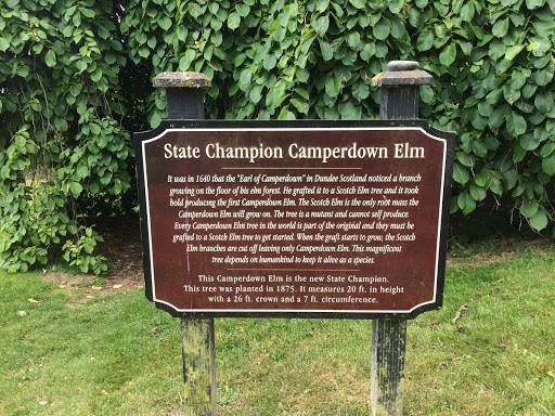 State Champion Caperdown Elm