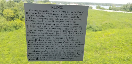 Kudzu