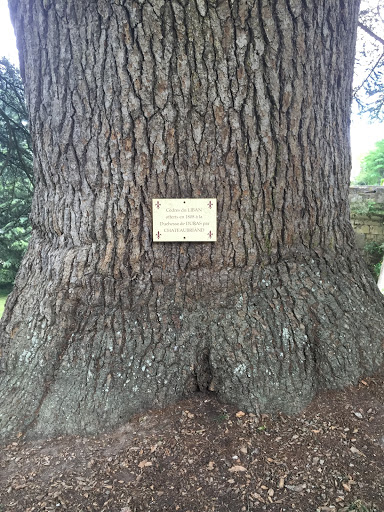 Cedar of Lebanon at Ussé