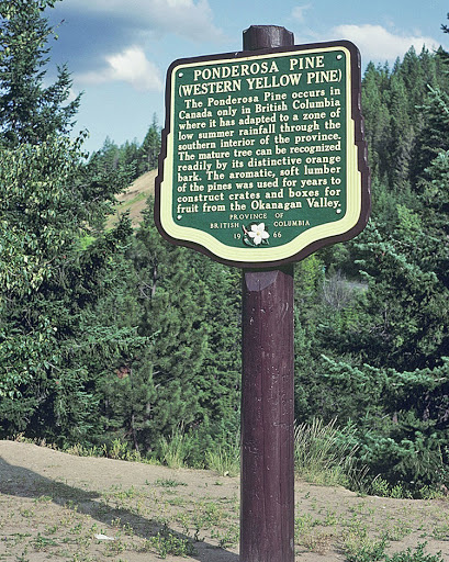Ponderosa Pine (Western Yellow Pine) (Sign missing)